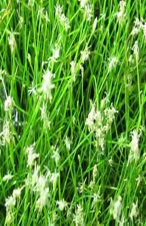 O PANTANO GRACIOSO – Eleocharis Mínima – JOÃO PAULO ALVES FIGUEIREDO