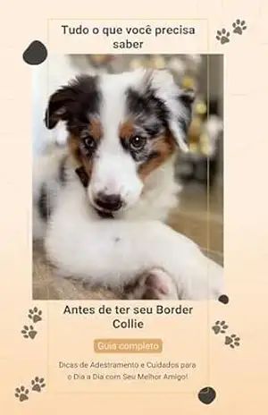 Tudo o que você precisa saber antes de ter seu Border Collie – Andressa  Dias