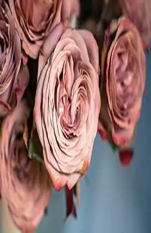 Uma rosa pela manhã – Roberto  Marcos