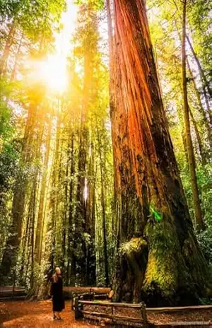 Viver como sequoia: Entre a eternidade e a finitude – Soh Kuribayashi
